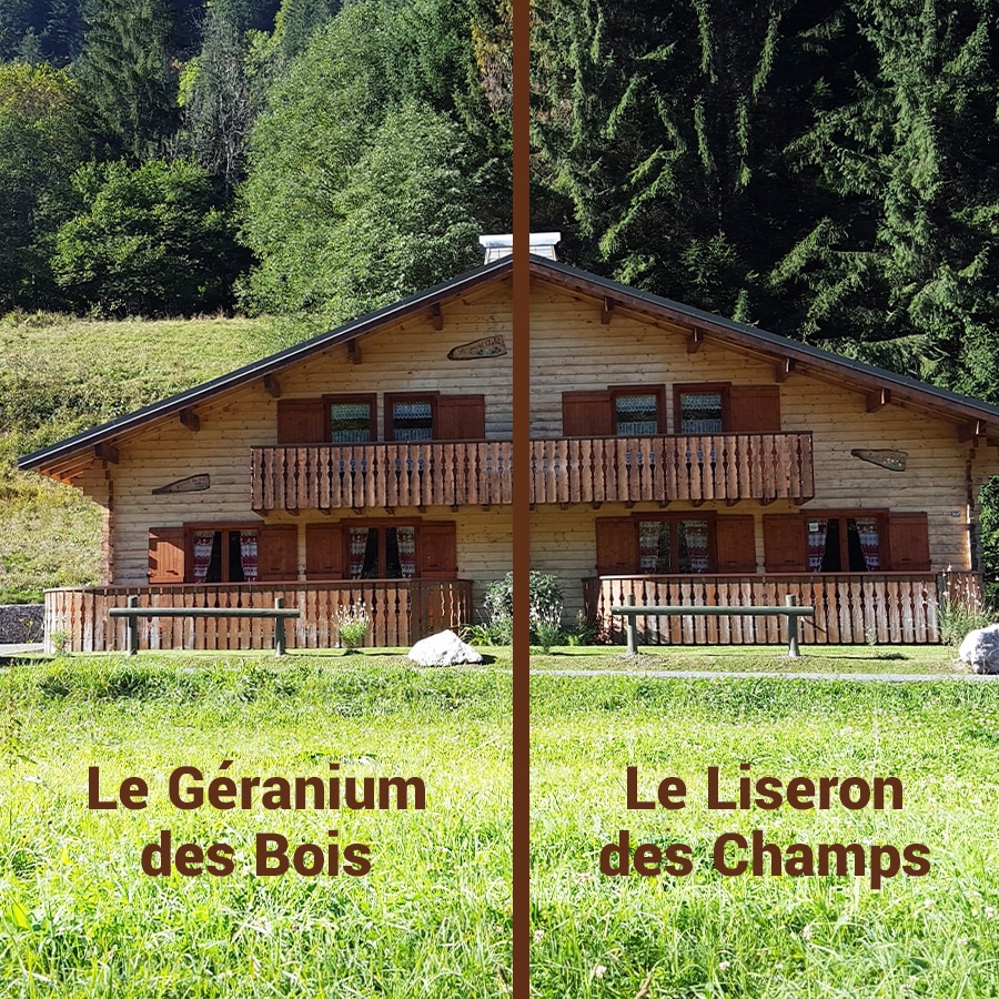 Le Grand Chalet : Le Géranium des Bois et le Liseron des Champs